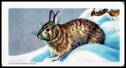 16 Cottontail
